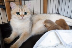 【癒やし】「そこが特等席ニャ…」母猫の前足に挟まって爆睡する子猫が尊すぎる! - 肉球ドットコム(299.com)