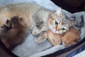 【癒やし】「最高の枕ニャ…」子猫の背中が気持ちよすぎて寝落ちしちゃう母猫が尊い! - 肉球ドットコム(299.com)