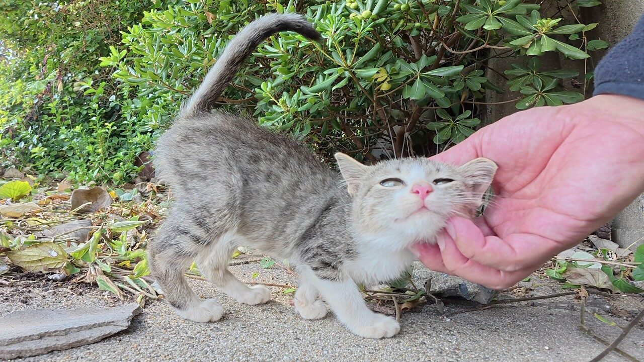 【癒やし】「確信犯だ…!」自分の可愛さを熟知した"あざとすぎる"子猫との鬼ごっこに3.6万人が悶絶! - 肉球ドットコム(299.com)