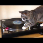【笑い】「目が回らないの!?」回転するレコードプレーヤーの上で優雅に回る猫ちゃんがシュールすぎる! - 肉球ドットコム(299.com)