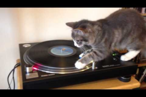 【笑い】「目が回らないの!?」回転するレコードプレーヤーの上で優雅に回る猫ちゃんがシュールすぎる! - 肉球ドットコム(299.com)