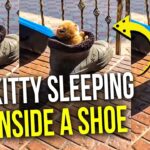 【癒やし】靴の中でぐっすり!太陽に向かって眠る子猫の寝姿が可愛すぎる - 肉球ドットコム(299.com)