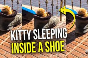 【癒やし】靴の中でぐっすり!太陽に向かって眠る子猫の寝姿が可愛すぎる - 肉球ドットコム(299.com)