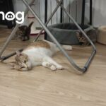 【共感】「やっと一人になれた…」子育てに疲れたママ猫の“ぐったり”休憩が話題 - 肉球ドットコム(299.com)