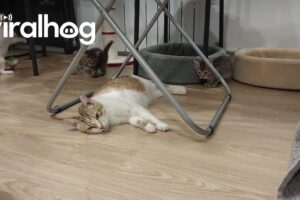 【共感】「やっと一人になれた…」子育てに疲れたママ猫の“ぐったり”休憩が話題 - 肉球ドットコム(299.com)