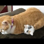 【感動】小さな命を包み込む優しさ。先住猫が子猫を温める姿に「涙腺崩壊」 - 肉球ドットコム(299.com)