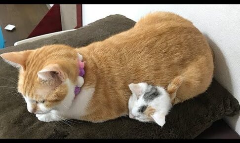【感動】小さな命を包み込む優しさ。先住猫が子猫を温める姿に「涙腺崩壊」 - 肉球ドットコム(299.com)