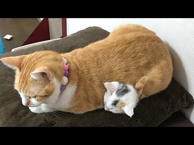 【感動】小さな命を包み込む優しさ。先住猫が子猫を温める姿に「涙腺崩壊」 - 肉球ドットコム(299.com)