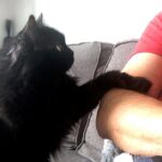 【お願いポーズ】「なでて?」と両手で控えめにアピールする猫の”超丁寧”なおねだりが話題 - 肉球ドットコム(299.com)