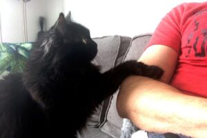 【お願いポーズ】「なでて?」と両手で控えめにアピールする猫の”超丁寧”なおねだりが話題 - 肉球ドットコム(299.com)