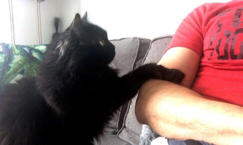 【お願いポーズ】「なでて?」と両手で控えめにアピールする猫の”超丁寧”なおねだりが話題 - 肉球ドットコム(299.com)