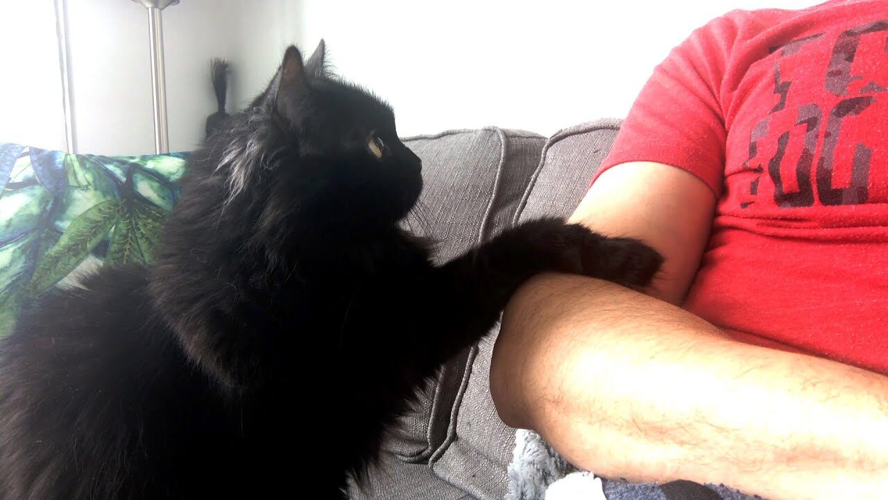 【お願いポーズ】「なでて?」と両手で控えめにアピールする猫の”超丁寧”なおねだりが話題 - 肉球ドットコム(299.com)