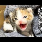 【萌え注意】威嚇の「しゃー!」が可愛すぎて止まらない!小さな赤ちゃん猫の“ギャップ”に視聴者メロメロ - 肉球ドットコム(299.com)