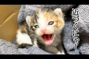 【萌え注意】威嚇の「しゃー!」が可愛すぎて止まらない!小さな赤ちゃん猫の“ギャップ”に視聴者メロメロ - 肉球ドットコム(299.com)