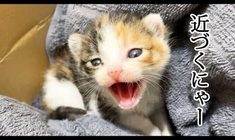 【萌え注意】威嚇の「しゃー!」が可愛すぎて止まらない!小さな赤ちゃん猫の“ギャップ”に視聴者メロメロ - 肉球ドットコム(299.com)