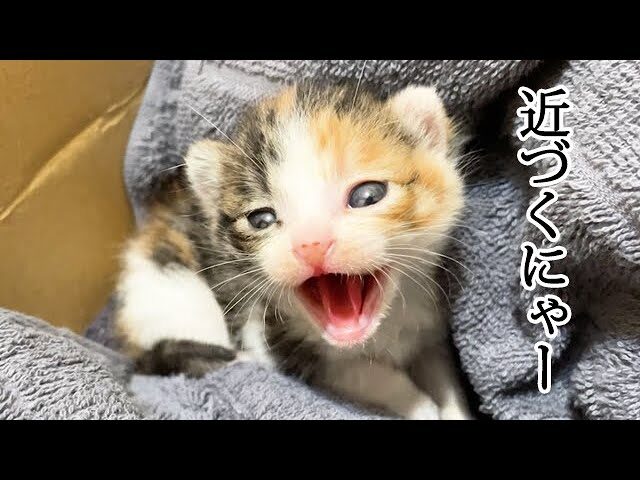 【萌え注意】威嚇の「しゃー!」が可愛すぎて止まらない!小さな赤ちゃん猫の“ギャップ”に視聴者メロメロ - 肉球ドットコム(299.com)