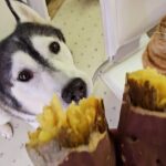 【食欲の秋】初めての焼き芋に感動!子猫とハスキー犬が見せたリアクションが可愛すぎる - 肉球ドットコム(299.com)