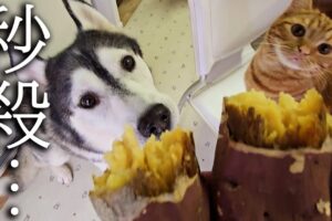 【食欲の秋】初めての焼き芋に感動!子猫とハスキー犬が見せたリアクションが可愛すぎる - 肉球ドットコム(299.com)