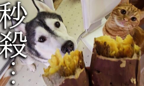 【食欲の秋】初めての焼き芋に感動!子猫とハスキー犬が見せたリアクションが可愛すぎる - 肉球ドットコム(299.com)
