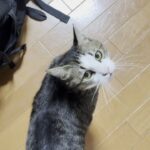「お父さん大好き!」控えめに甘える愛猫オデコの「ふみふみ」アピールが可愛すぎると話題 - 肉球ドットコム(299.com)