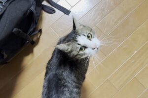 「お父さん大好き!」控えめに甘える愛猫オデコの「ふみふみ」アピールが可愛すぎると話題 - 肉球ドットコム(299.com)