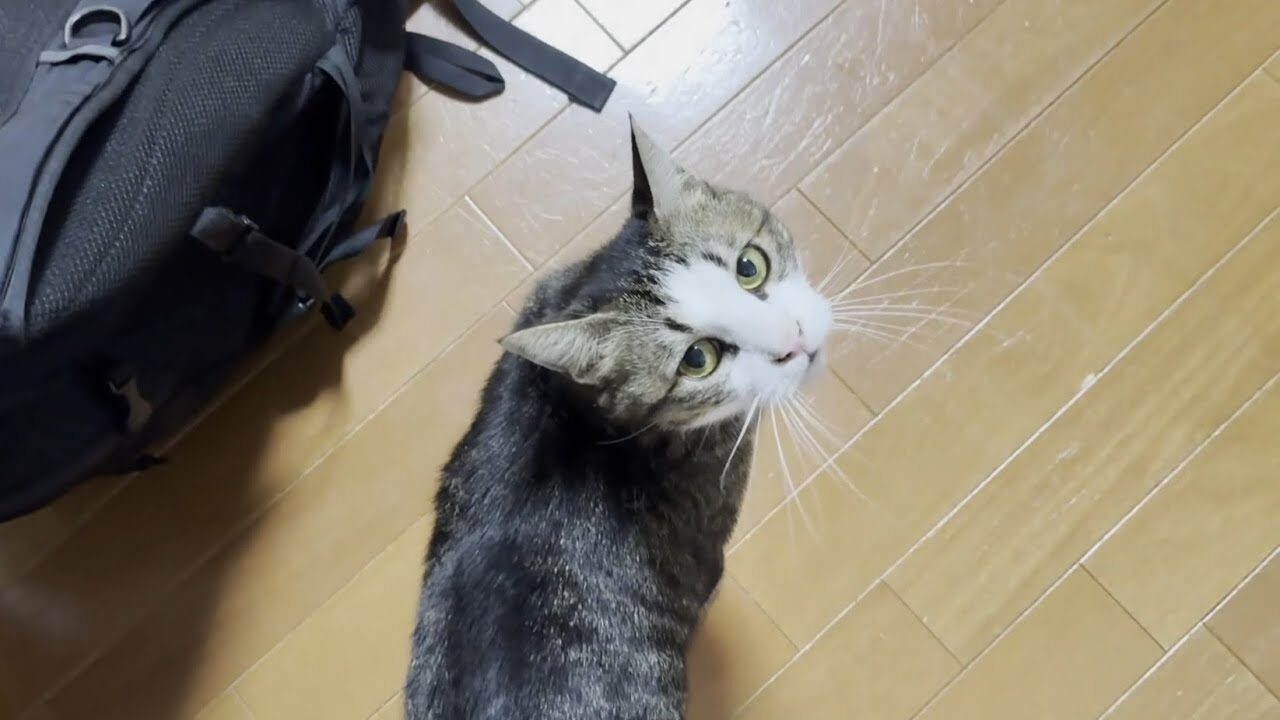 「お父さん大好き!」控えめに甘える愛猫オデコの「ふみふみ」アピールが可愛すぎると話題 - 肉球ドットコム(299.com)