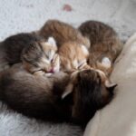 【尊い】湯たんぽに抱きつき熟睡!小さすぎる子猫が見せた究極の「安心寝」 - 肉球ドットコム(299.com)