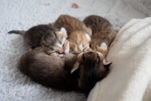 【尊い】湯たんぽに抱きつき熟睡!小さすぎる子猫が見せた究極の「安心寝」 - 肉球ドットコム(299.com)