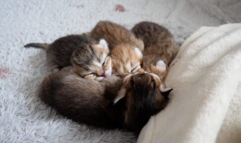 【尊い】湯たんぽに抱きつき熟睡!小さすぎる子猫が見せた究極の「安心寝」 - 肉球ドットコム(299.com)