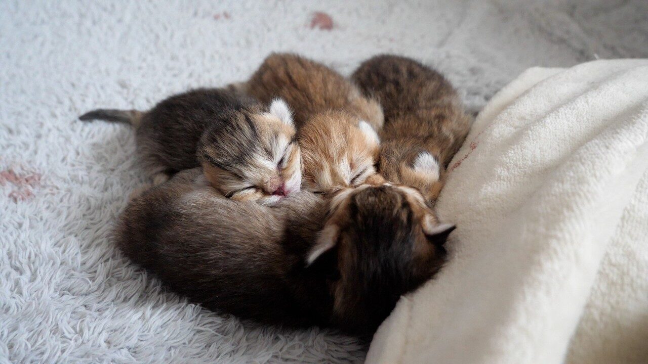 【尊い】湯たんぽに抱きつき熟睡!小さすぎる子猫が見せた究極の「安心寝」 - 肉球ドットコム(299.com)