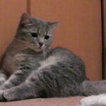 【かまってアピール】「誰か、遊んで」と熱烈におねだり!猫が見せた切実な眼差しが話題 - 肉球ドットコム(299.com)