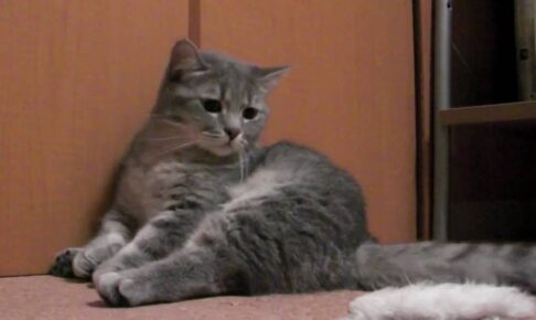 【かまってアピール】「誰か、遊んで」と熱烈におねだり!猫が見せた切実な眼差しが話題 - 肉球ドットコム(299.com)