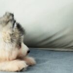 【感動ビフォーアフター】恐怖から親友へ!小さな子猫と大きなアラスカン・マラミュートの友情物語 - 肉球ドットコム(299.com)