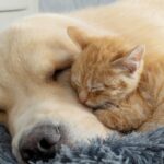 【奇跡の添い寝】ママのいない子猫が辿り着いた安らぎの場所、優しいゴールデン・レトリバーの愛に世界が涙 - 肉球ドットコム(299.com)