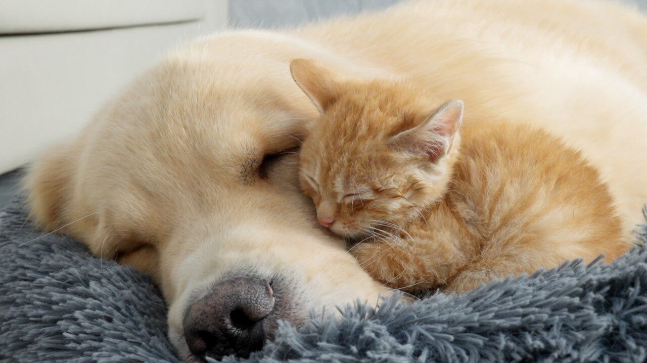 【奇跡の添い寝】ママのいない子猫が辿り着いた安らぎの場所、優しいゴールデン・レトリバーの愛に世界が涙 - 肉球ドットコム(299.com)