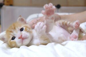 【激レア肉球】レッサーパンダ似の子猫が寝起きに見せつける“手のひら”の破壊力! - 肉球ドットコム(299.com)