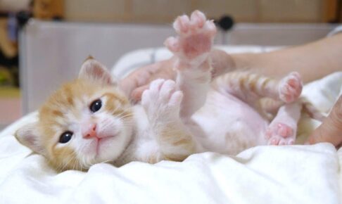 【激レア肉球】レッサーパンダ似の子猫が寝起きに見せつける“手のひら”の破壊力! - 肉球ドットコム(299.com)