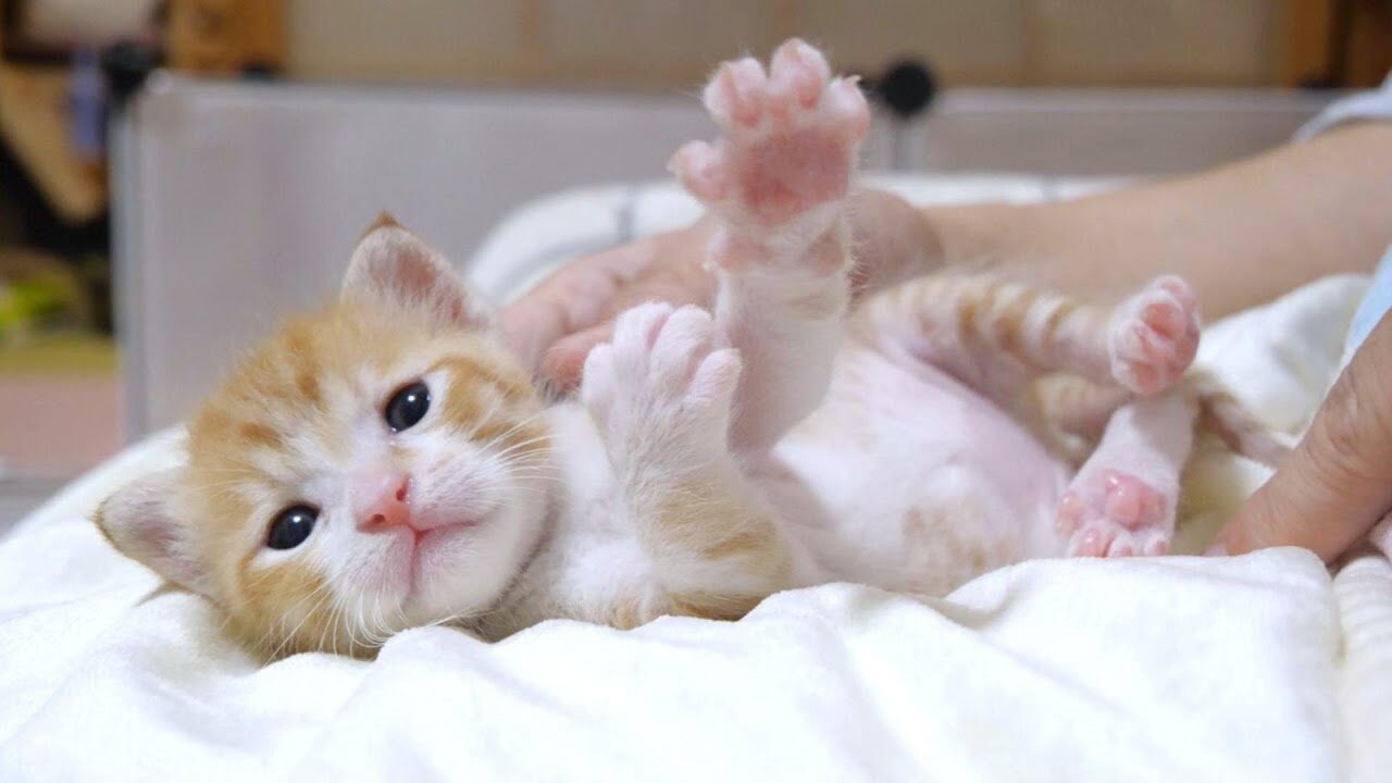 【激レア肉球】レッサーパンダ似の子猫が寝起きに見せつける“手のひら”の破壊力! - 肉球ドットコム(299.com)