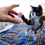 【狂気の突進!】カメラに飛びかかる子猫の「クレイジーアタック」が可愛すぎて71万回再生 - 肉球ドットコム(299.com)