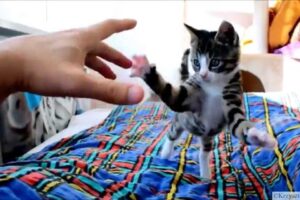 【狂気の突進!】カメラに飛びかかる子猫の「クレイジーアタック」が可愛すぎて71万回再生 - 肉球ドットコム(299.com)