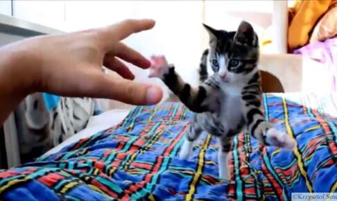 【狂気の突進!】カメラに飛びかかる子猫の「クレイジーアタック」が可愛すぎて71万回再生 - 肉球ドットコム(299.com)