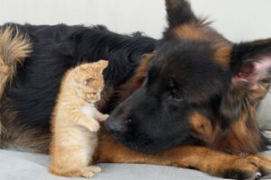 【勇猛果敢】巨大ジャーマン・シェパードに戦いを挑む!小さすぎる子猫の“可愛すぎる襲撃”が話題 - 肉球ドットコム(299.com)