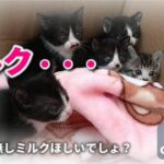 【激おこ子猫】「早くミルクを!」生後20日の赤ちゃん猫たちが猛烈に催促する姿が可愛すぎ - 肉球ドットコム(299.com)