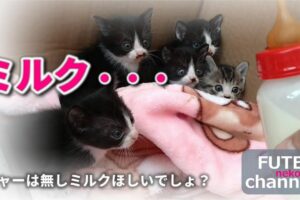 【激おこ子猫】「早くミルクを!」生後20日の赤ちゃん猫たちが猛烈に催促する姿が可愛すぎ - 肉球ドットコム(299.com)