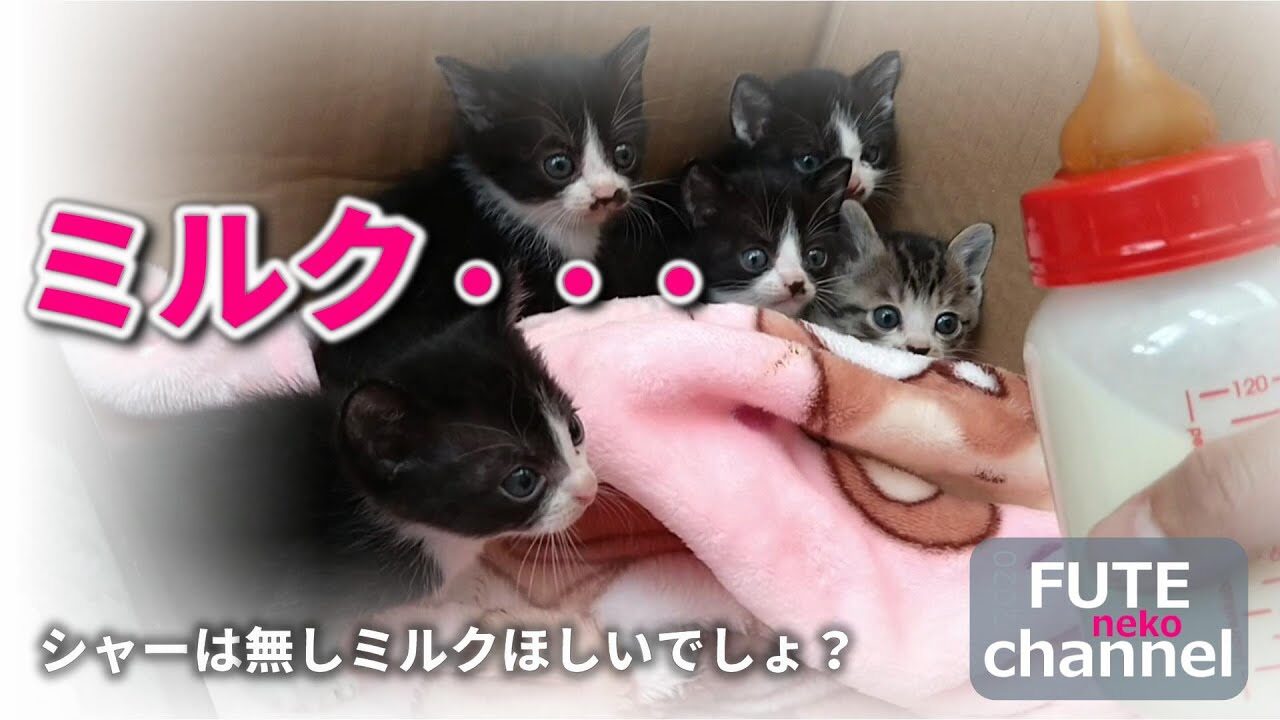 【激おこ子猫】「早くミルクを!」生後20日の赤ちゃん猫たちが猛烈に催促する姿が可愛すぎ - 肉球ドットコム(299.com)