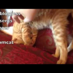 【衝撃寝相】「それ、楽なの?」子猫が見せた理解不能な“曲芸寝”が話題 - 肉球ドットコム(299.com)