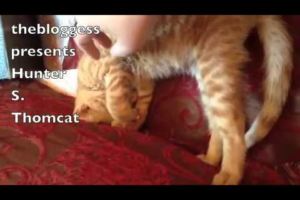 【衝撃寝相】「それ、楽なの?」子猫が見せた理解不能な“曲芸寝”が話題 - 肉球ドットコム(299.com)