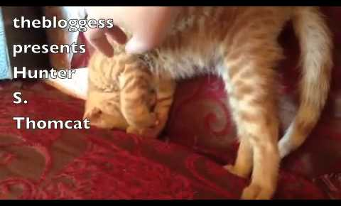 【衝撃寝相】「それ、楽なの?」子猫が見せた理解不能な“曲芸寝”が話題 - 肉球ドットコム(299.com)