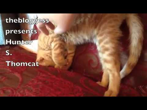 【衝撃寝相】「それ、楽なの?」子猫が見せた理解不能な“曲芸寝”が話題 - 肉球ドットコム(299.com)