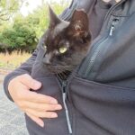 【愛猫カンガルー】「ここが一番安心!」飼い主の服の懐に潜り込む黒猫の甘えん坊ぶりが話題 - 肉球ドットコム(299.com)